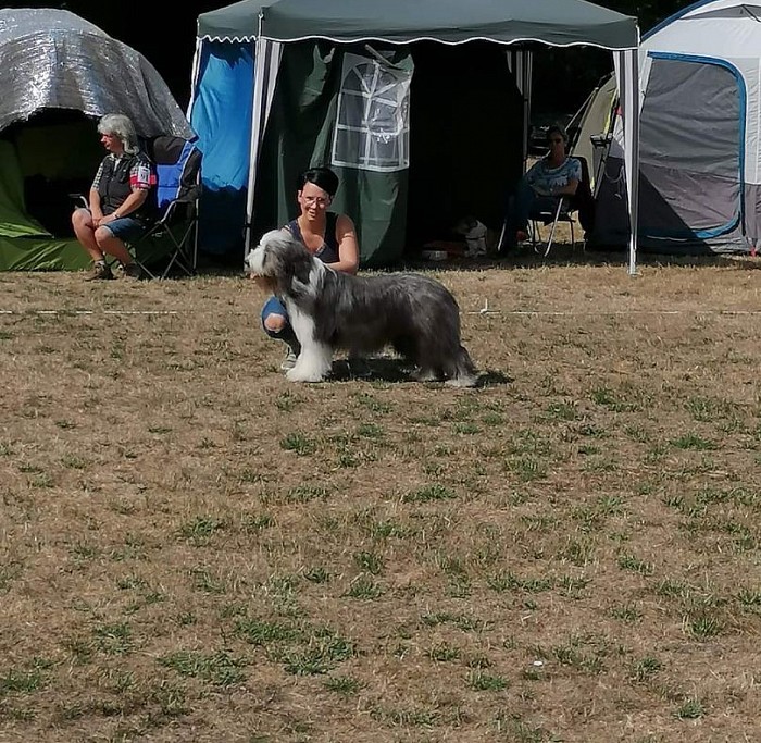 Wutha farnroda bearded collie