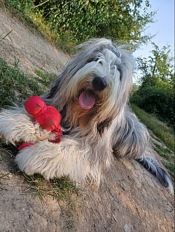 Bearded collie