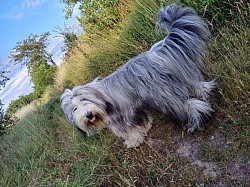 Bearded collie deckrüde