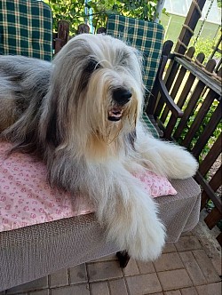 Deckrüde bearded collie